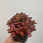 Fittonia Minima Red Nerve Plant