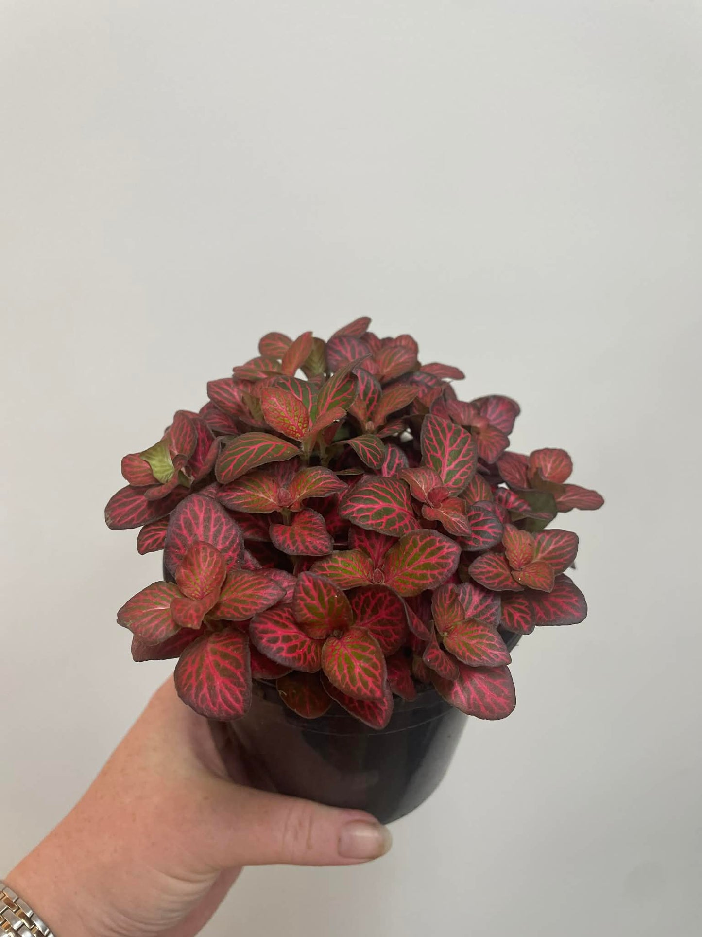 Fittonia Minima Red Nerve Plant