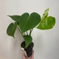 Monstera Deliciosa Fruit Salad Plant