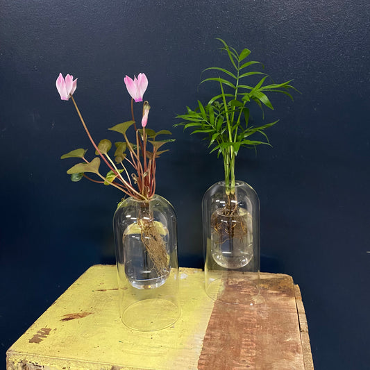 Hydro Plant | Vase