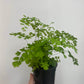 Adiantum fragrans Maidenhair Fern