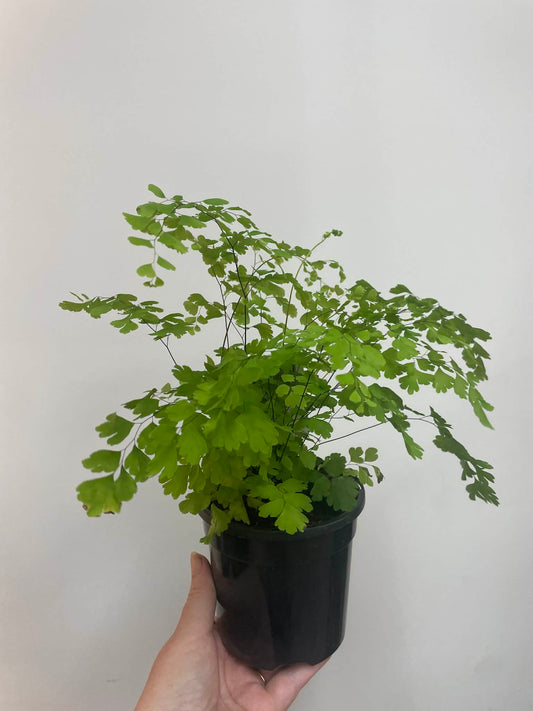 Adiantum fragrans Maidenhair Fern