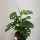 Monstera Adansonii Monkey Mask