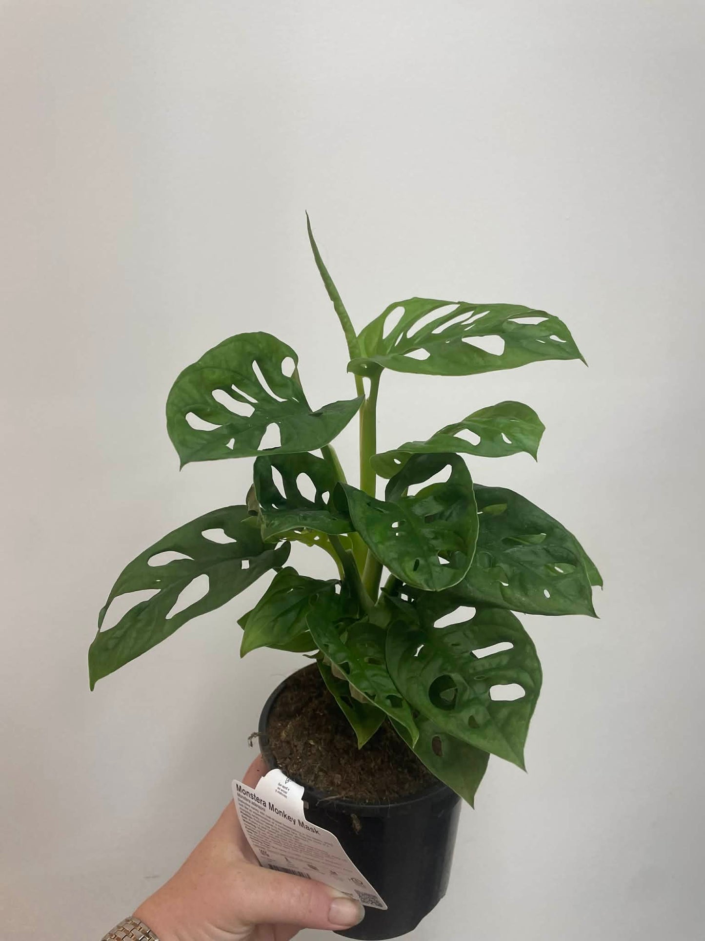 Monstera Adansonii Monkey Mask