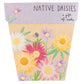 Gift of Seeds | Native Daisies