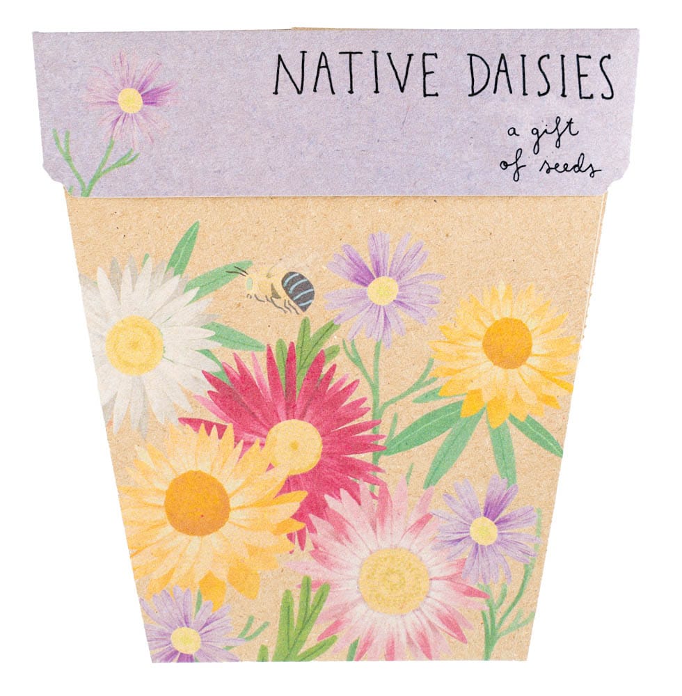 Gift of Seeds | Native Daisies