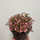 Fittonia Minima Pink Nerve Plant