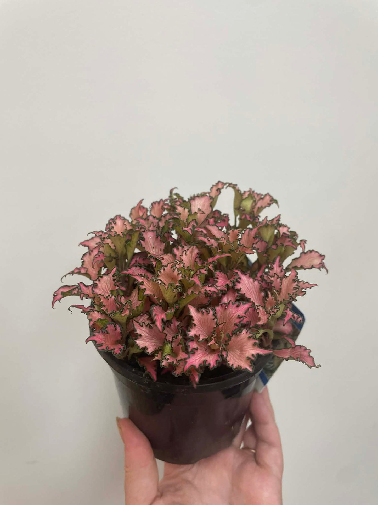 Fittonia Minima Pink Nerve Plant