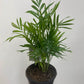Chamaedorea Parlour Palm