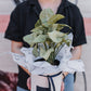 Indoor Plant and Pot