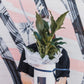 Indoor Plant and Pot