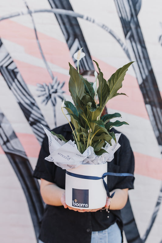 Indoor Plant and Pot