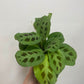 Maranta Leuconeura Green Prayer Plant