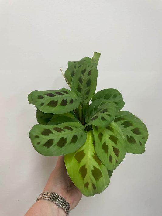 Maranta Leuconeura Green Prayer Plant