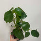 Peperomia Polybotrya Raindrop