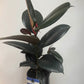 Ficus Elastica Decora Rubber Plant