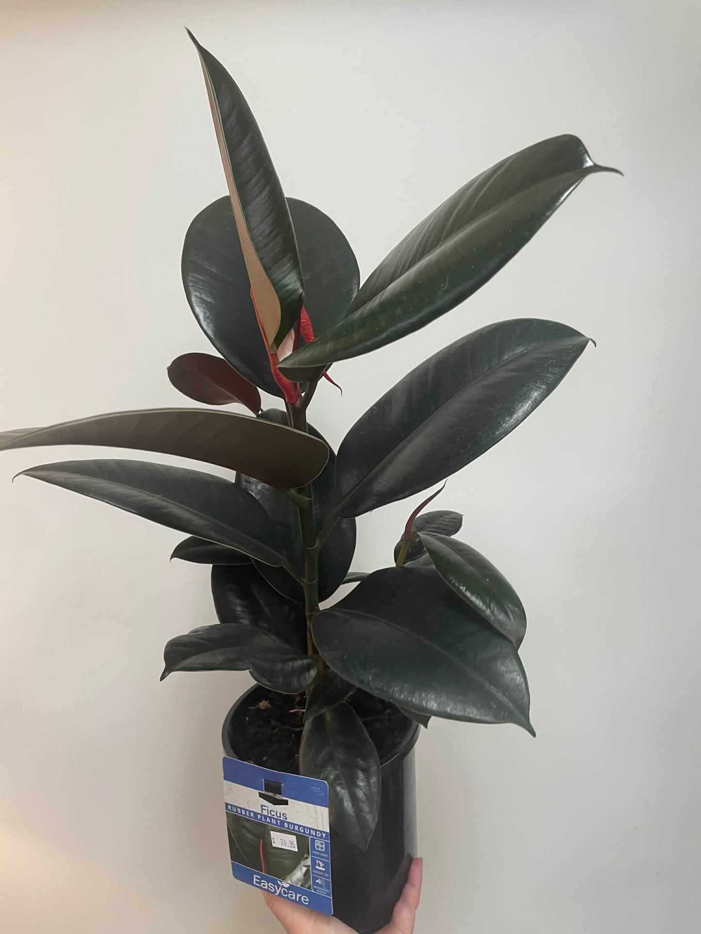 Ficus Elastica Decora Rubber Plant