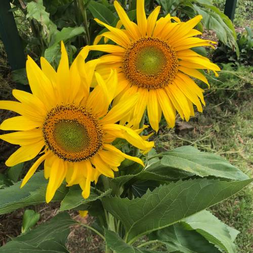 Gift of Seeds | Sunflower