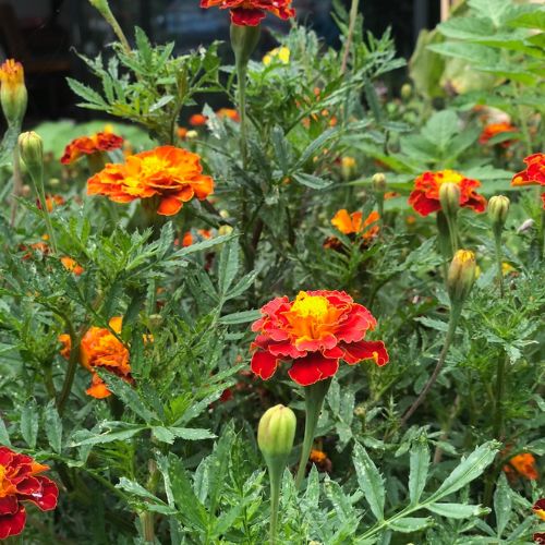 Gift of Seeds | Secret Garden