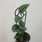 Scindapsus Pictus Silver Satin