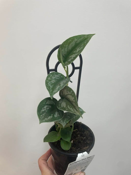 Scindapsus Pictus Silver Satin