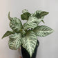 Aphelandra Snow White