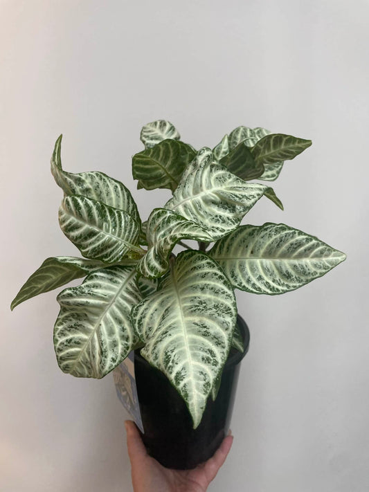 Aphelandra Snow White