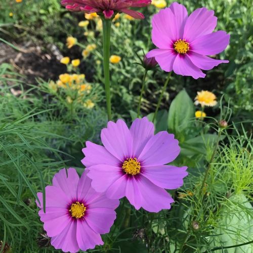 Gift of Seeds | Thanks a Bunch