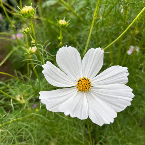 Gift of Seeds | Thanks a Bunch