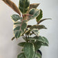 Ficus Elastica Tinneke