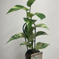 Epipremnum aureum Marble Queen