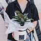 Indoor Plant and Pot