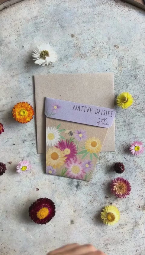 Gift of Seeds | Native Daisies
