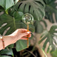 Self-Watering Plant Globes