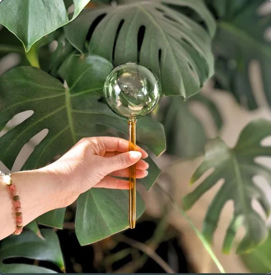 Self-Watering Plant Globes