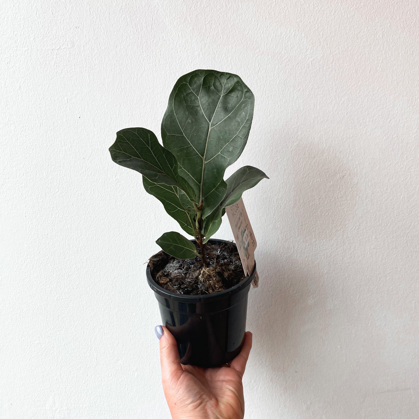 Ficus Lyrata 'Bambino' Fiddle Leaf | 130mm