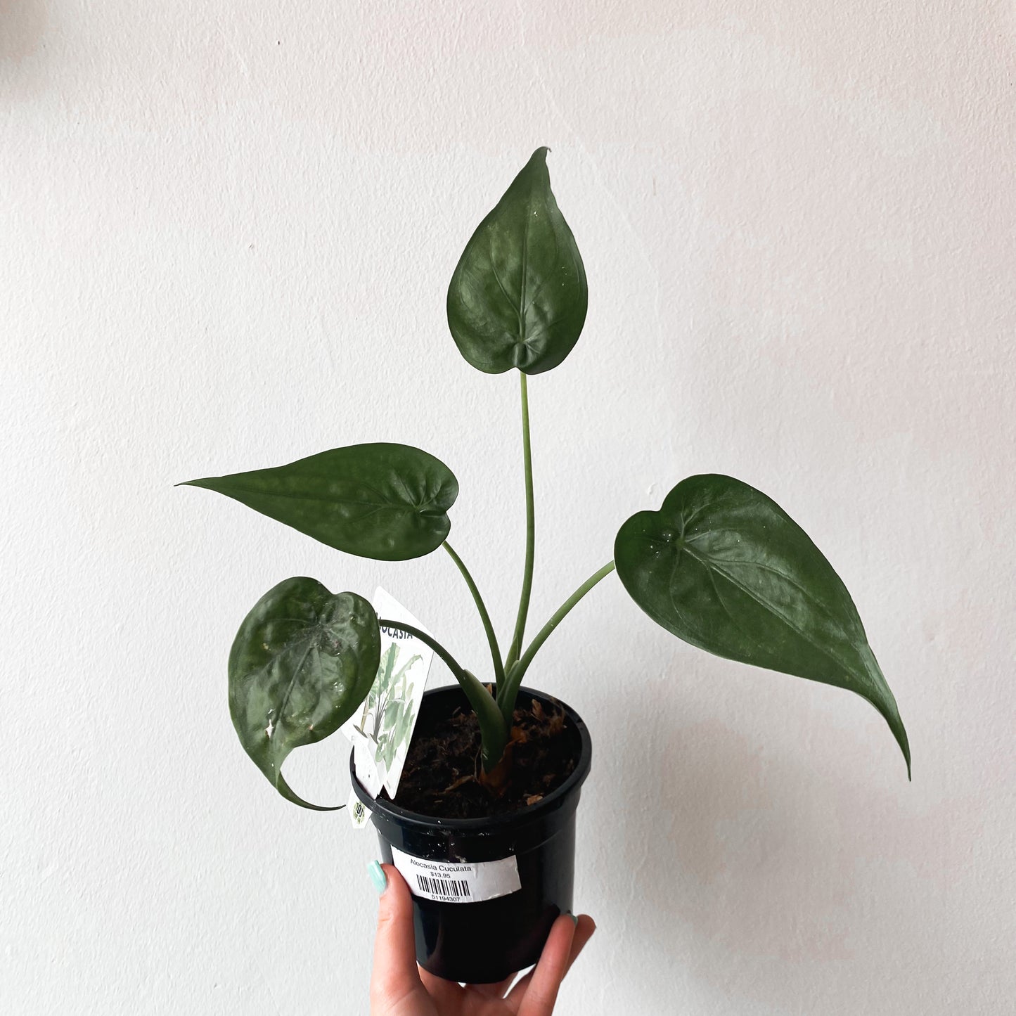 Alocasia Cuculata