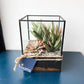 Terrarium | Succulent