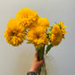 Teddy Sunflowers