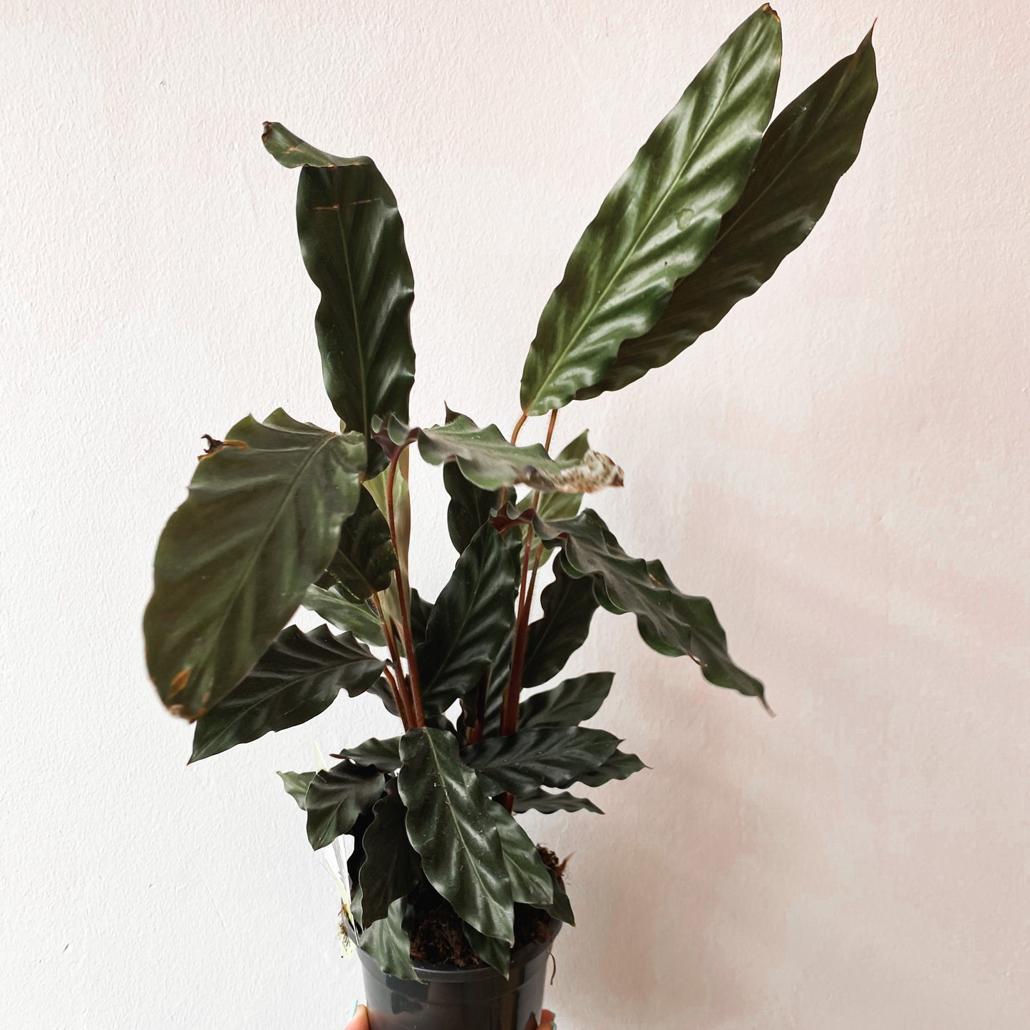 Calathea rufibarba Furry Feather | 130mm