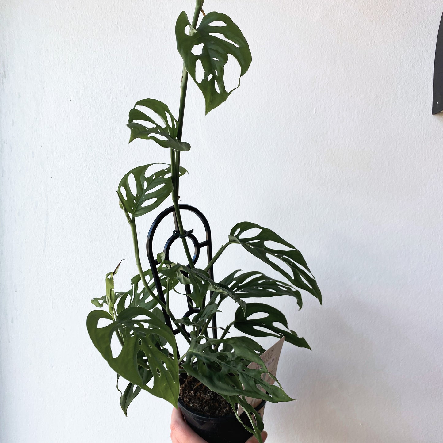 Monstera adansonii Swiss Cheese Plant | 130mm