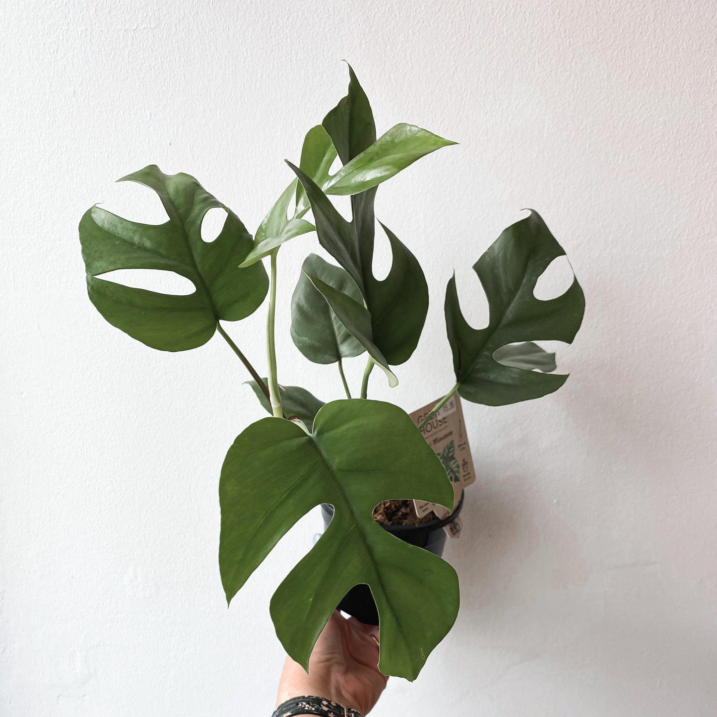 Rhaphidophora tetrasperma Mini Monstera