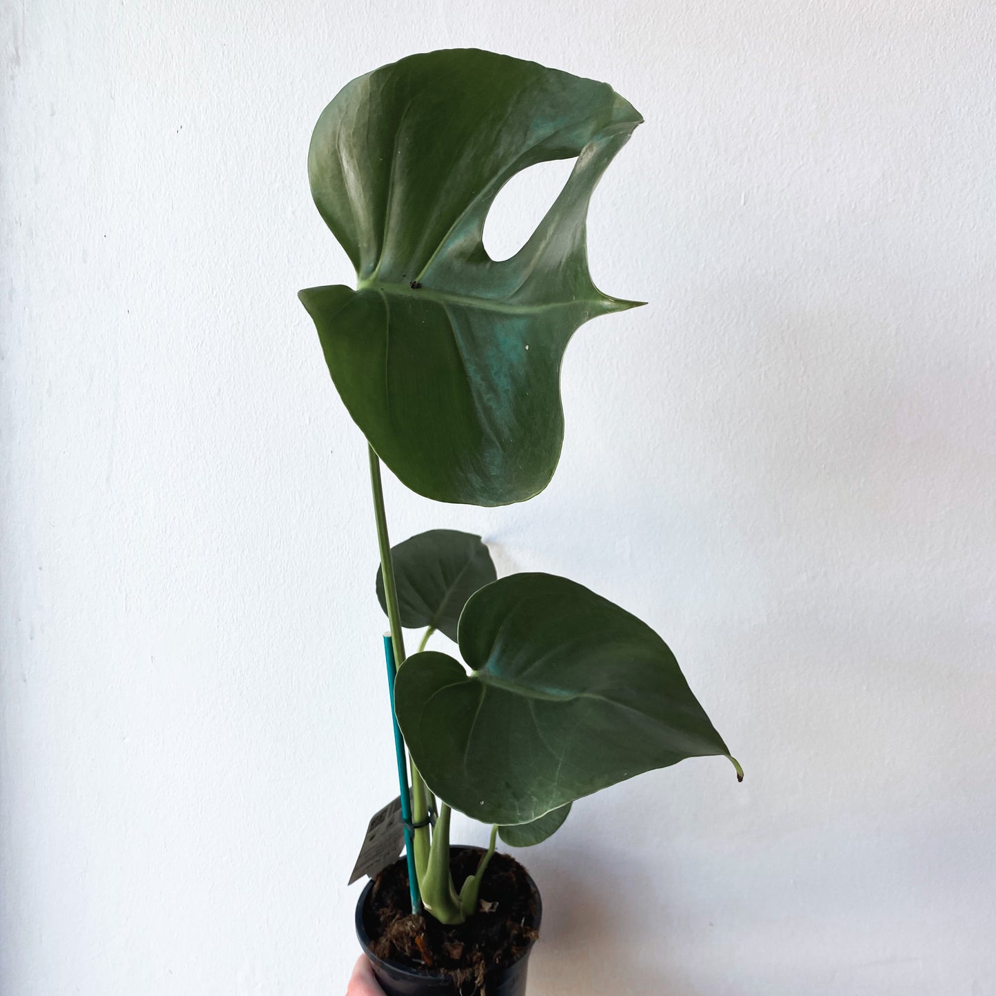 Monstera deliciosa Fruit Salad Plant | 130mm