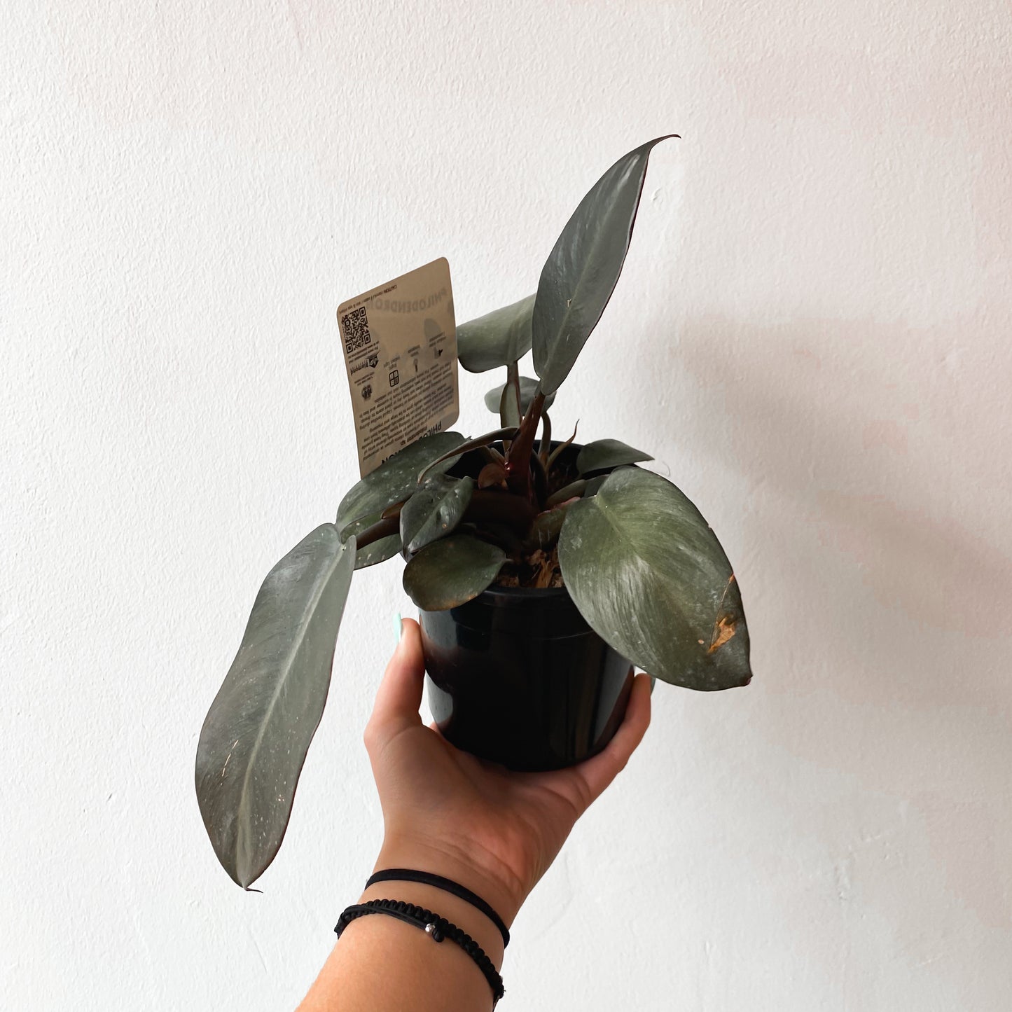 Philodendron Black Cardinal