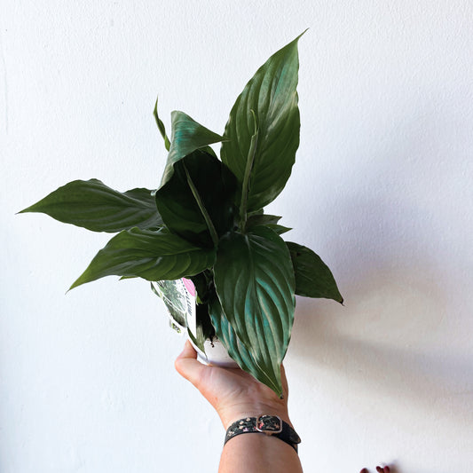 Spathiphyllum wallisii Peace Lily | 130mm