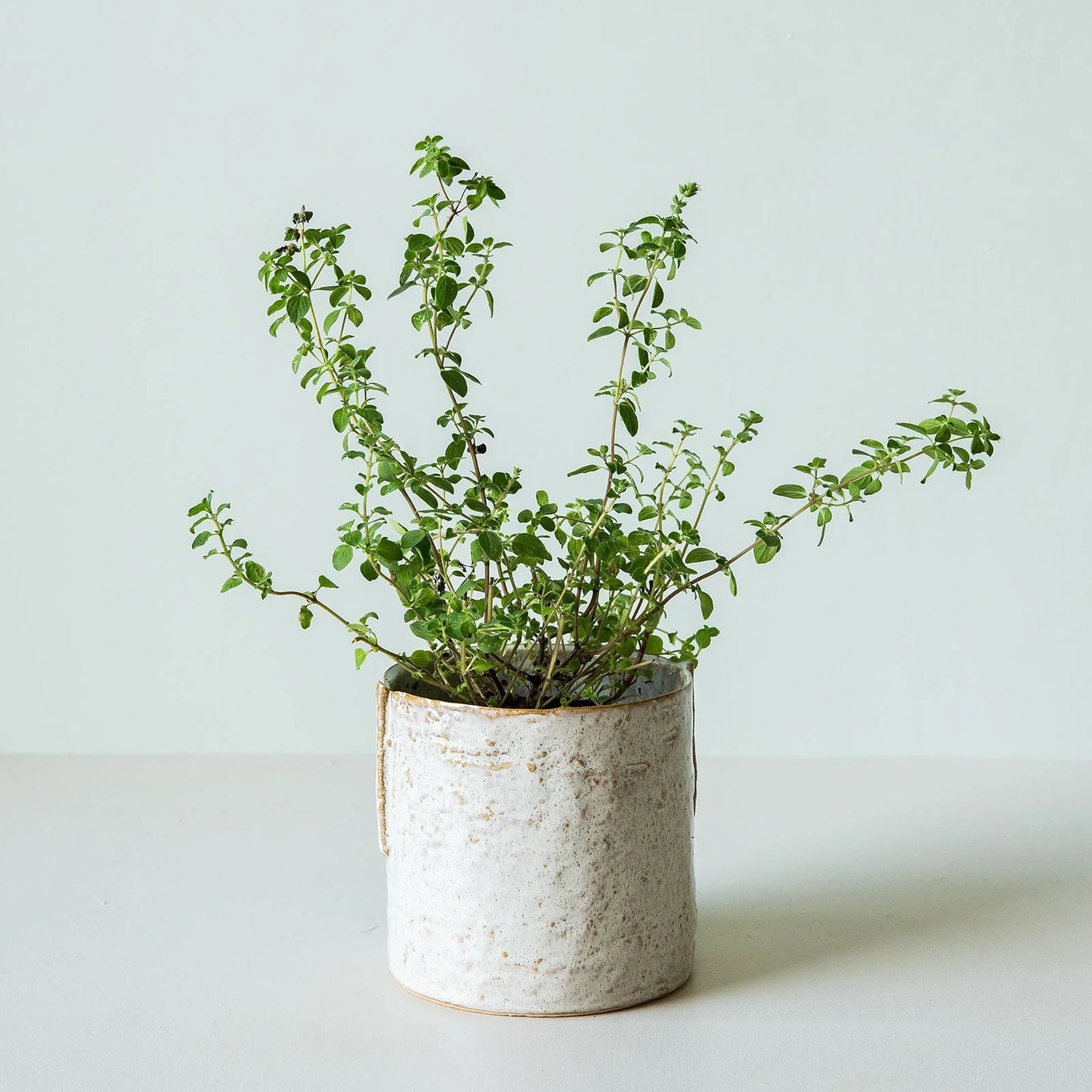 Forager Pot | Medium