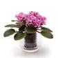 Cup O Flora | Medium