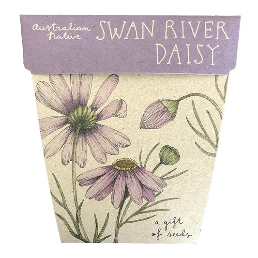 Swan River Daisy Gift of Seeds